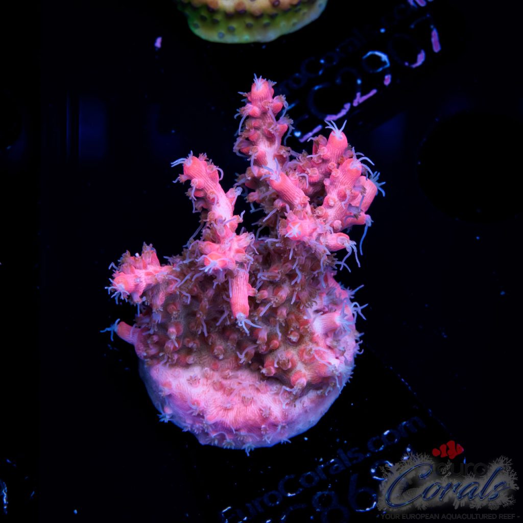 EC Pinky The Bear Acro