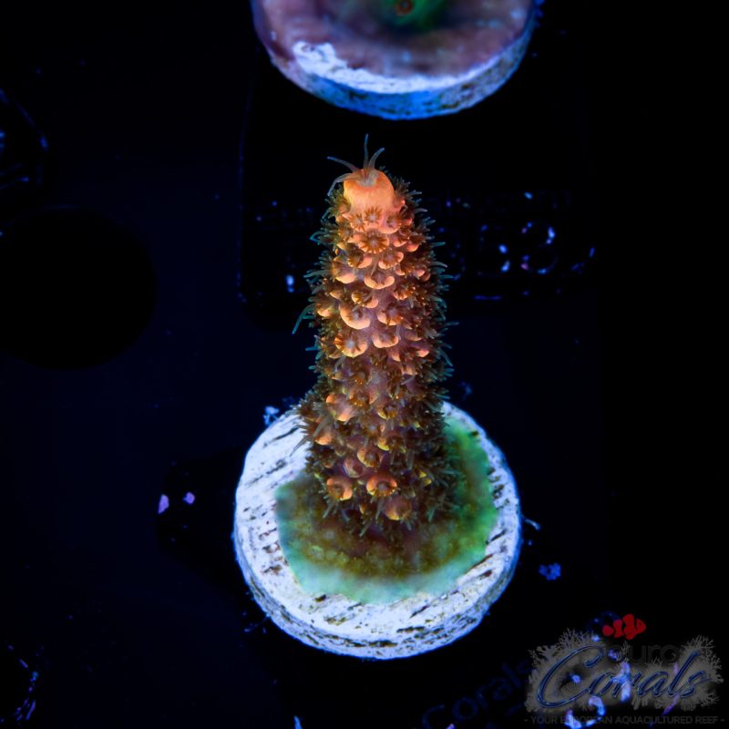 EC On Fire Spathulata