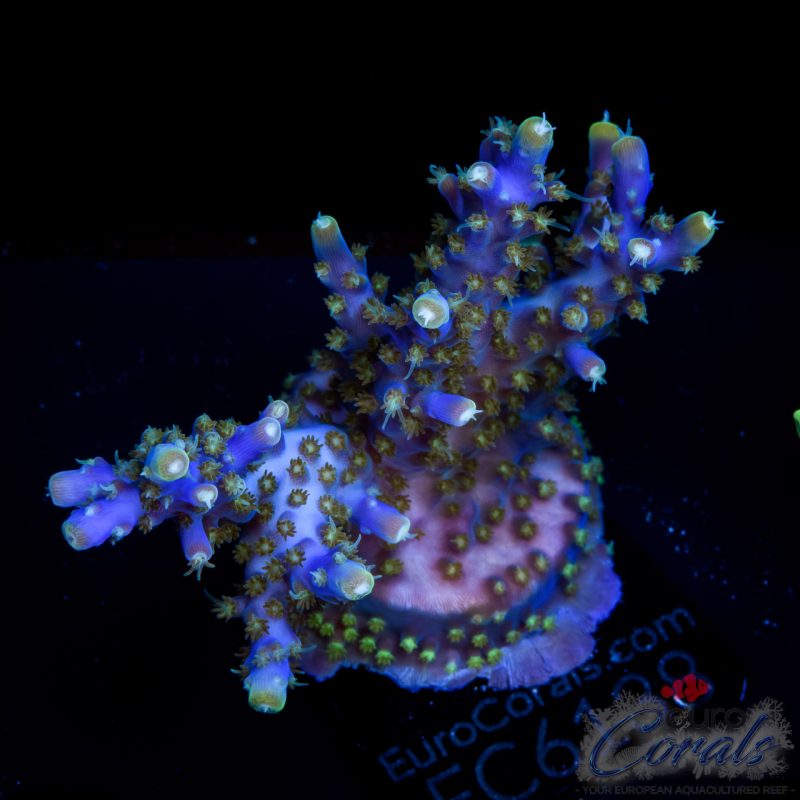 EC Intergalactic Acro