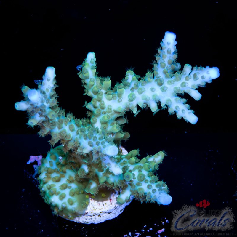 EC IceQueen Acro