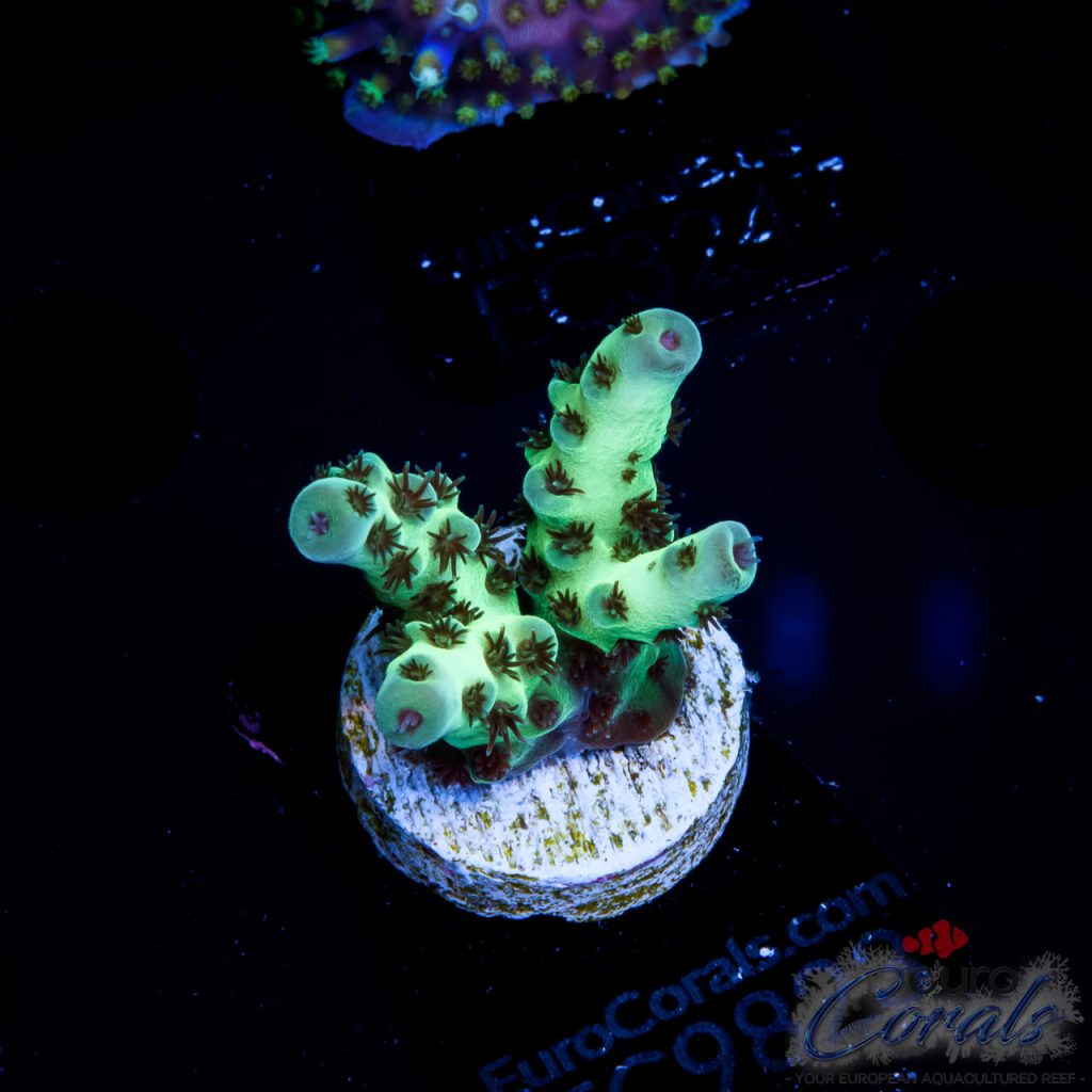EC Cookie Monster Acro