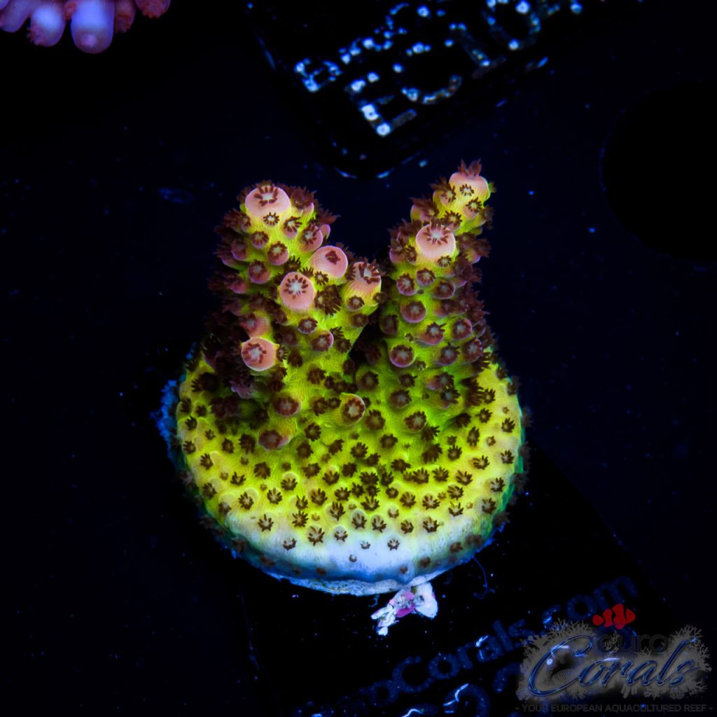 EC BloodMoon Acro