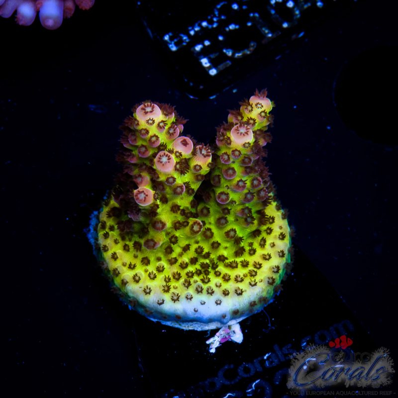 EC BloodMoon Acro