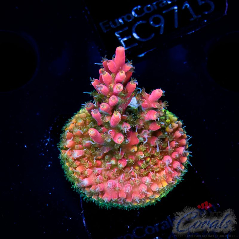 EC Hippie Juice Acro