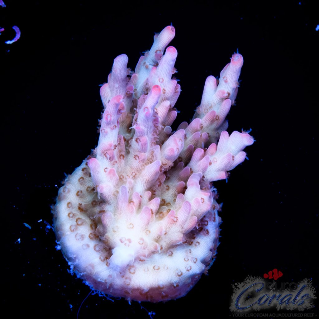 EC Pink Ghost Acro NEW