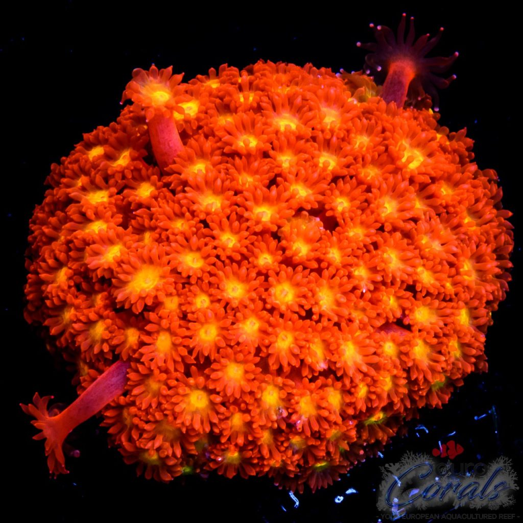 EC Fruit Loops Micro Goniopora
