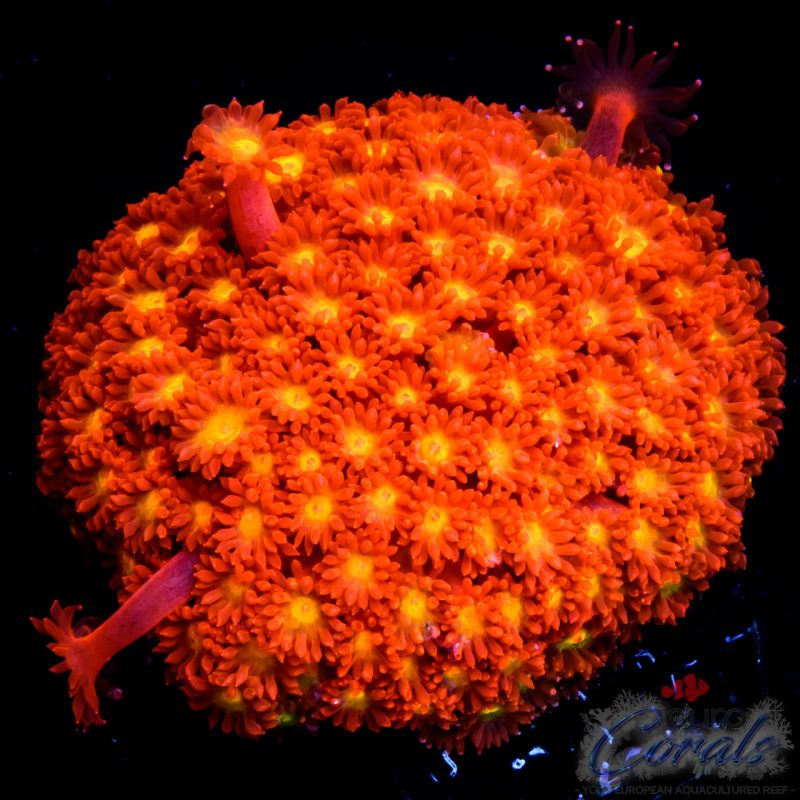 EC Fruit Loops Micro Goniopora