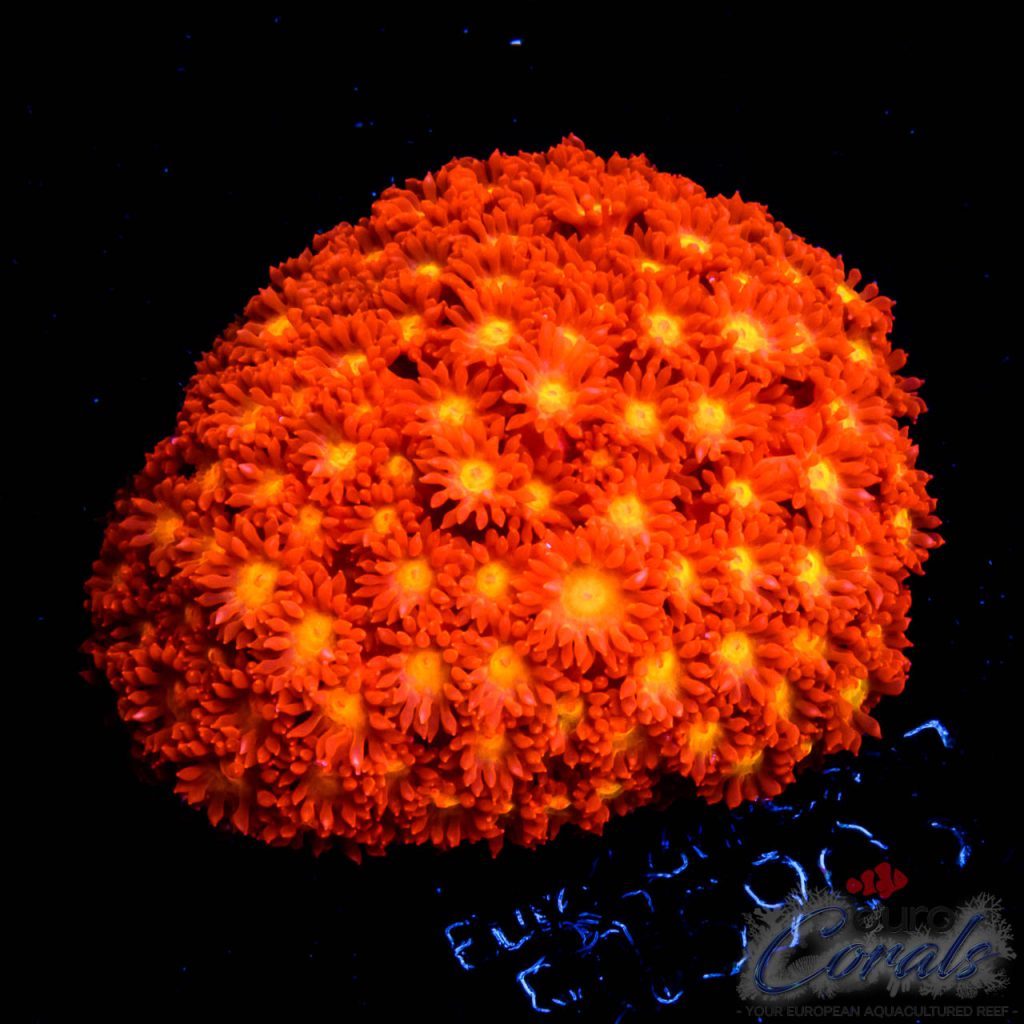 EC Fruit Loops Micro Goniopora