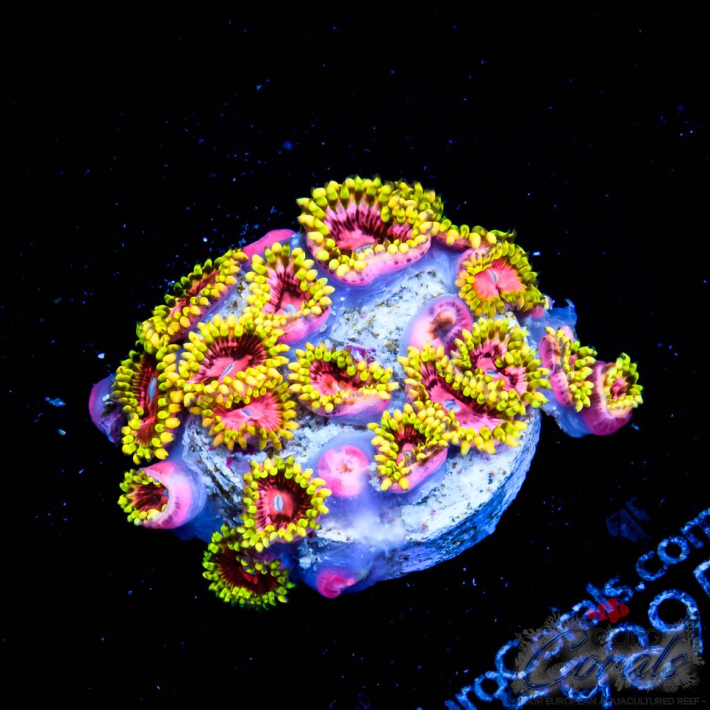 EC Pink Monster Zoa
