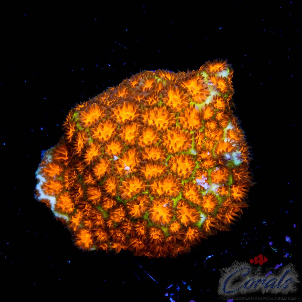 EC Orange/Green Rogue Leptastrea