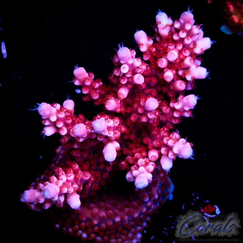 EC Adam Bomb Super Red Acro