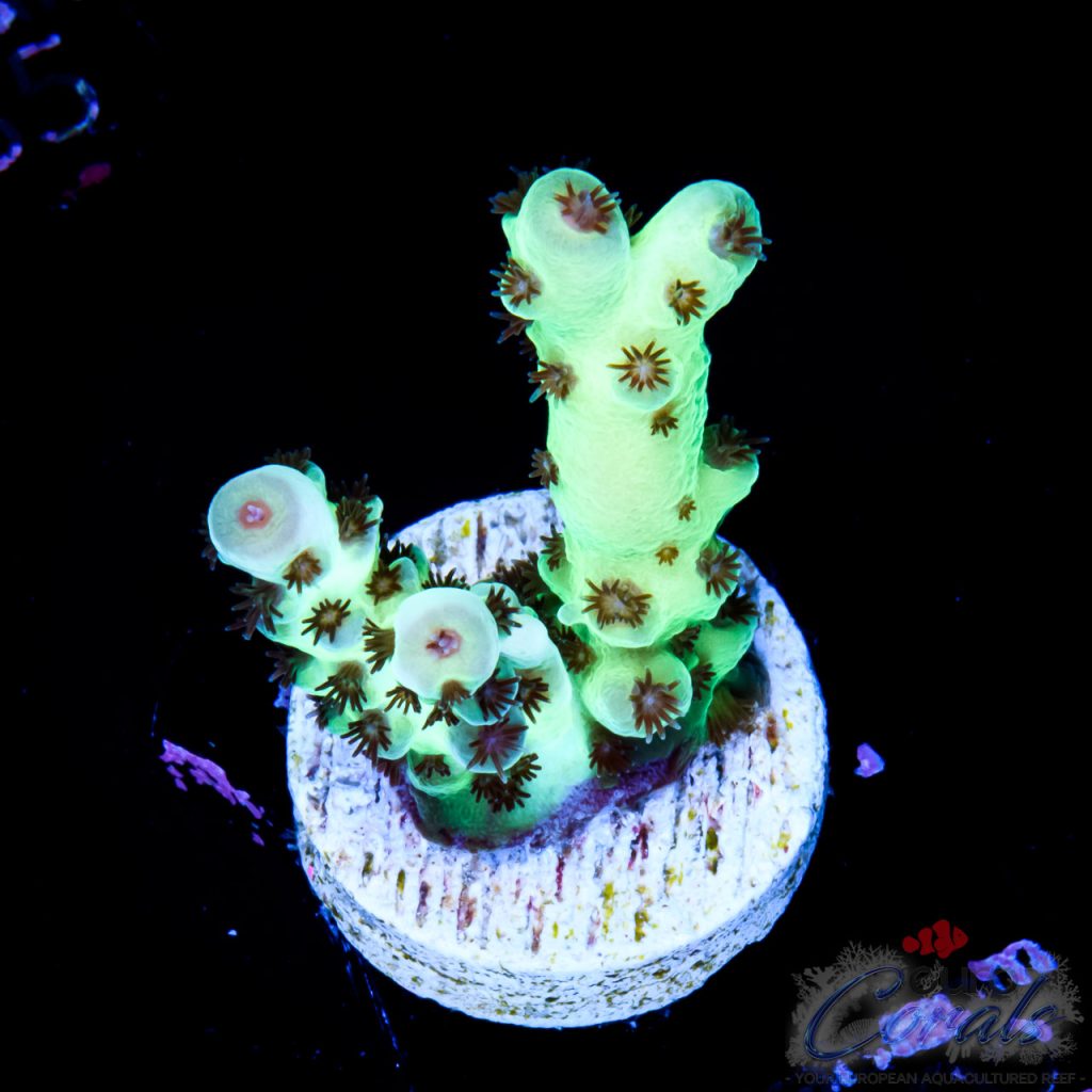 EC Cookie Monster Acro