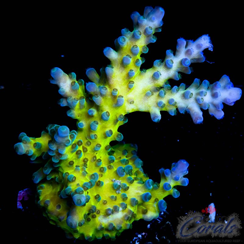 EC Electric Miyagi Tort Acro