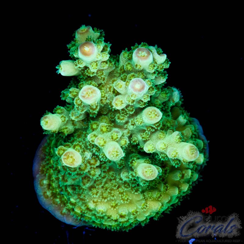 EC Red Hot Hat Digit Acro