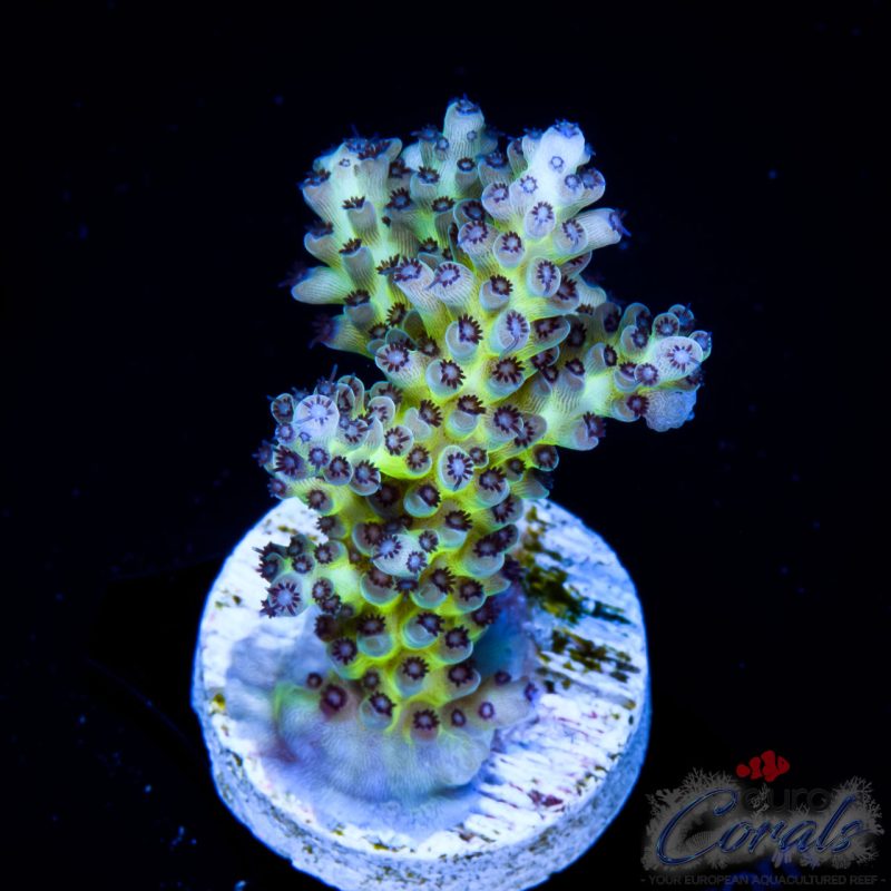 EC Rainbow PearlBerry Acro