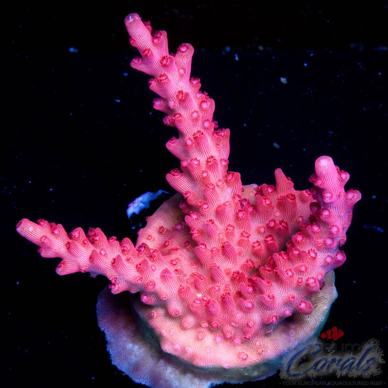 EC Red Diablo Acro