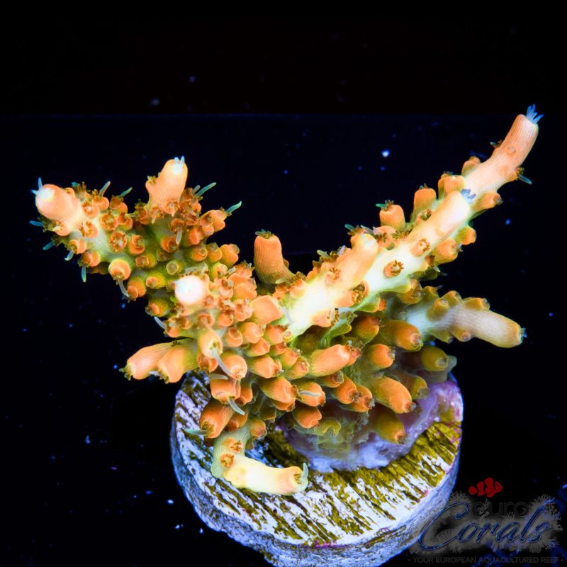 EC Super Orange Tangerine Dream Acro