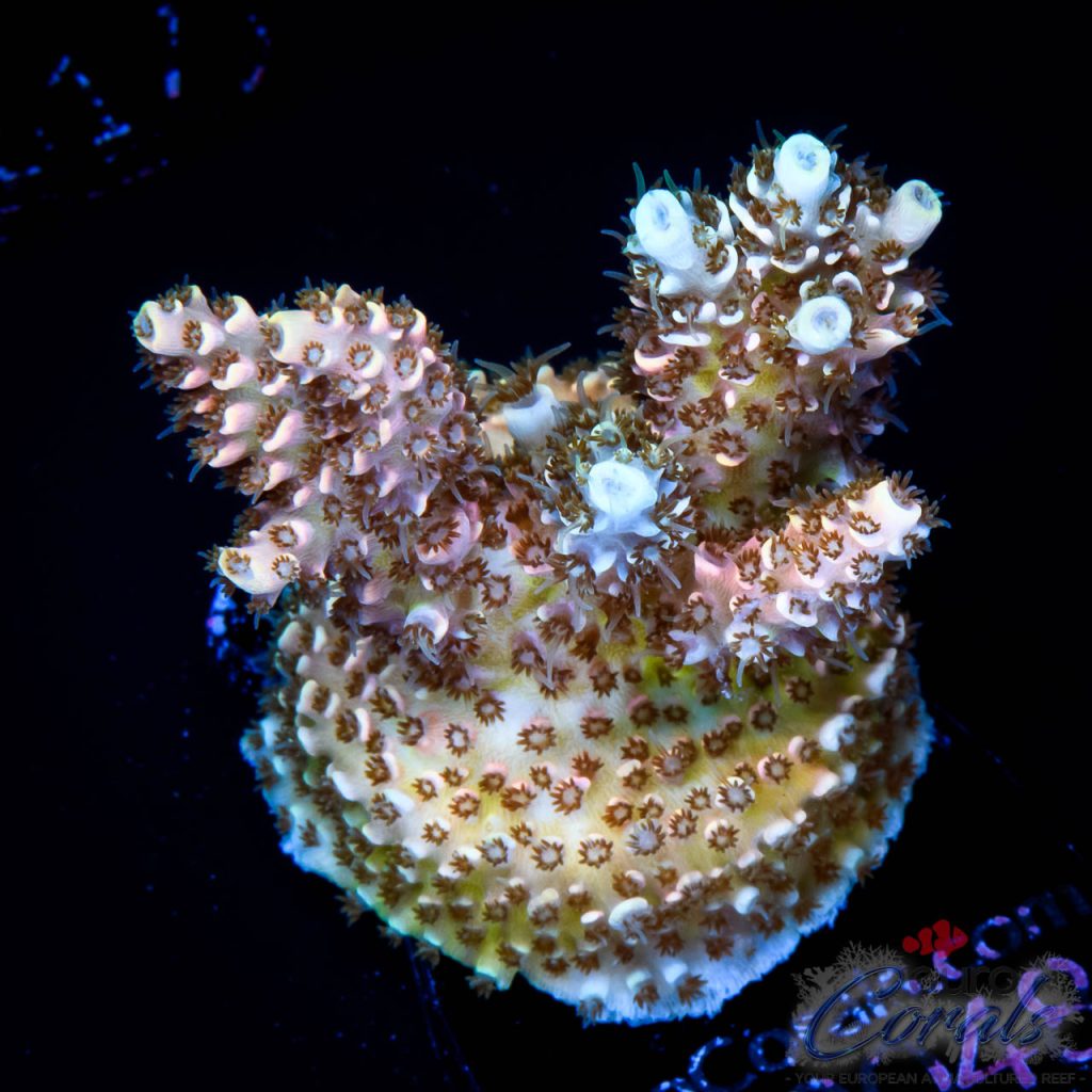 EC Aquaman Table Acro
