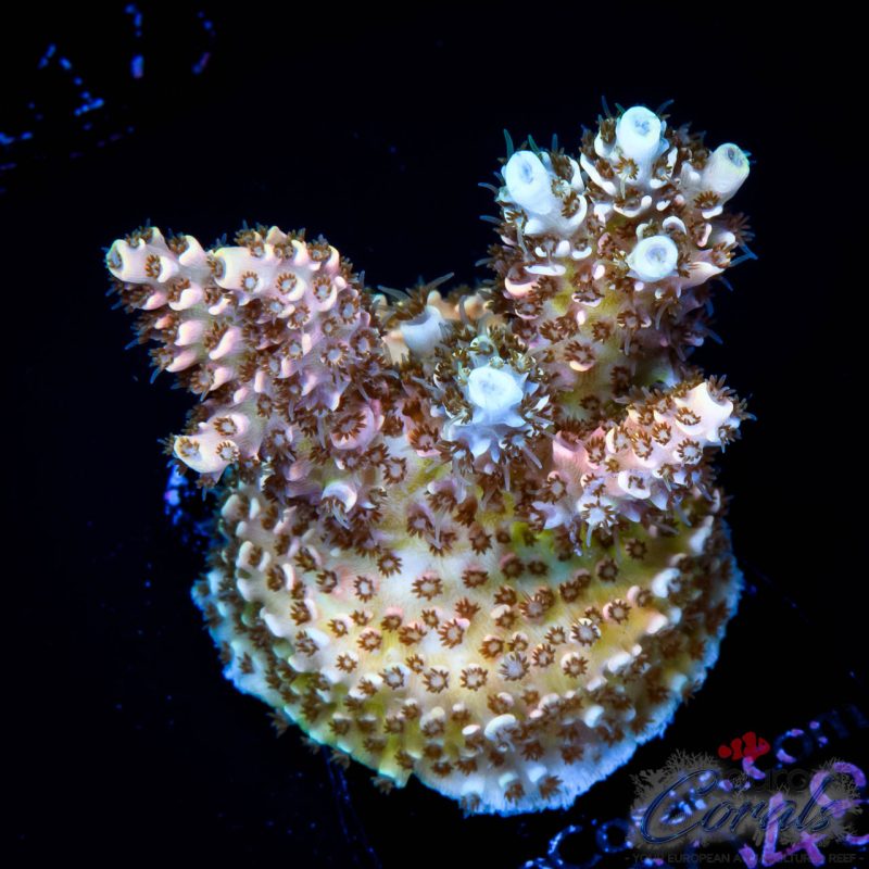 EC Aquaman Table Acro
