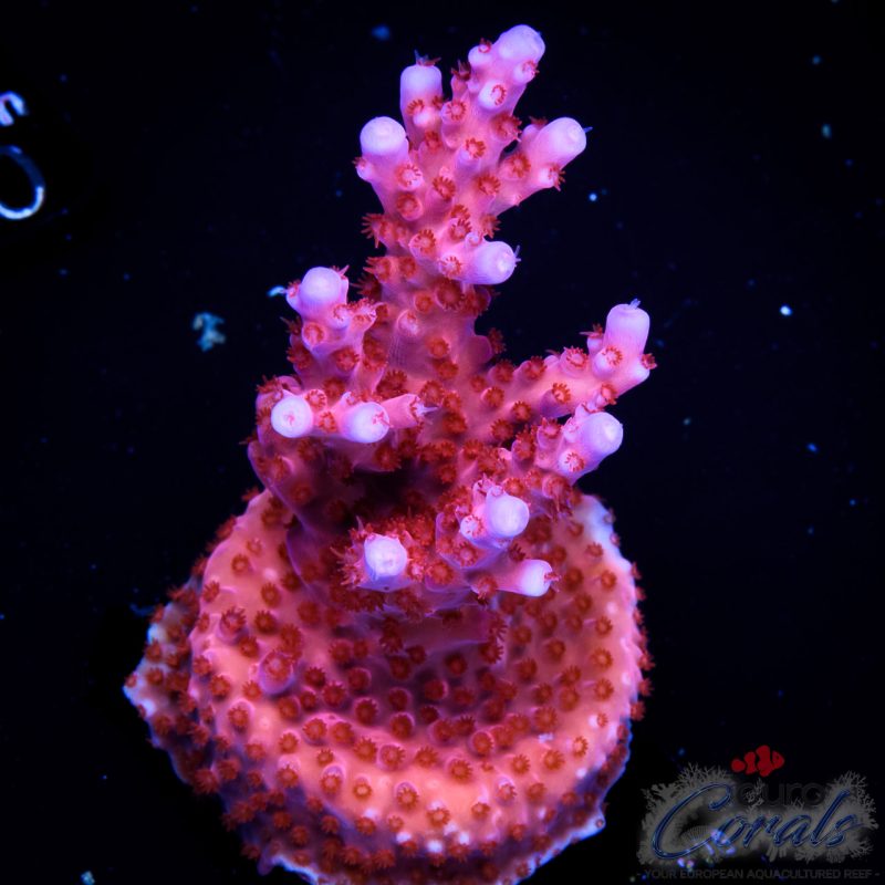EC Purple Night Fury Acro