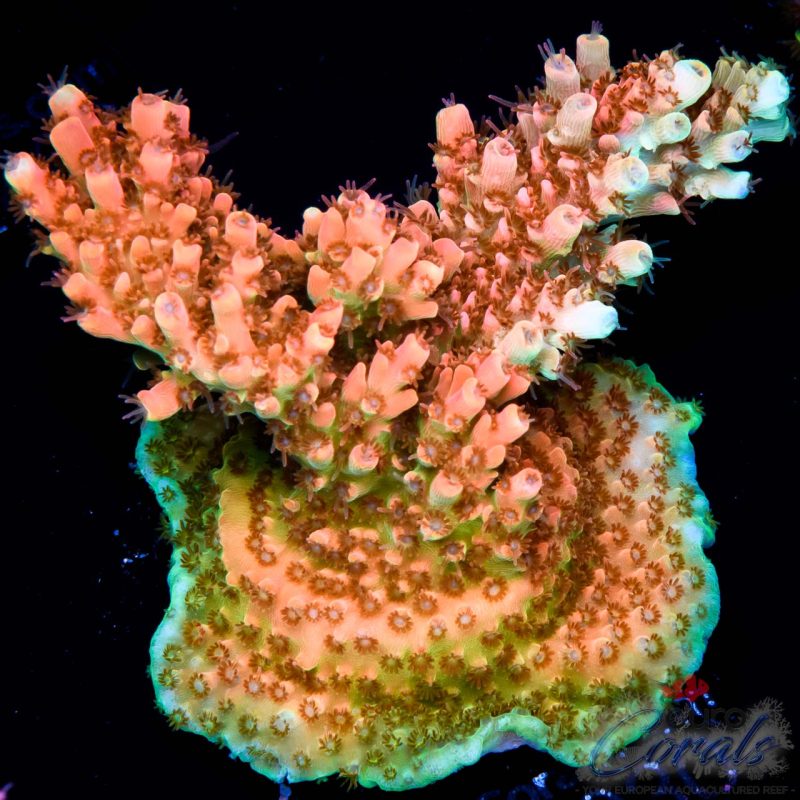 EC Ragnarok Orange Table Acro