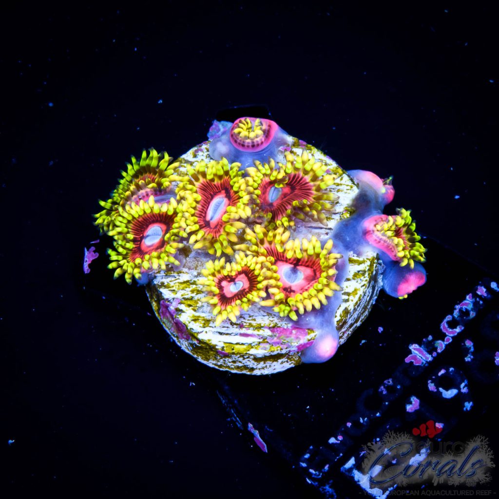 EC Pink Monster Zoa