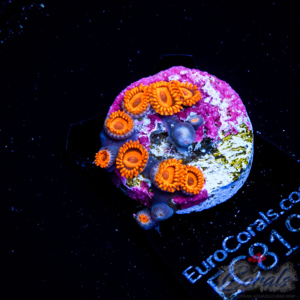 EC Orange Oxides Zoa