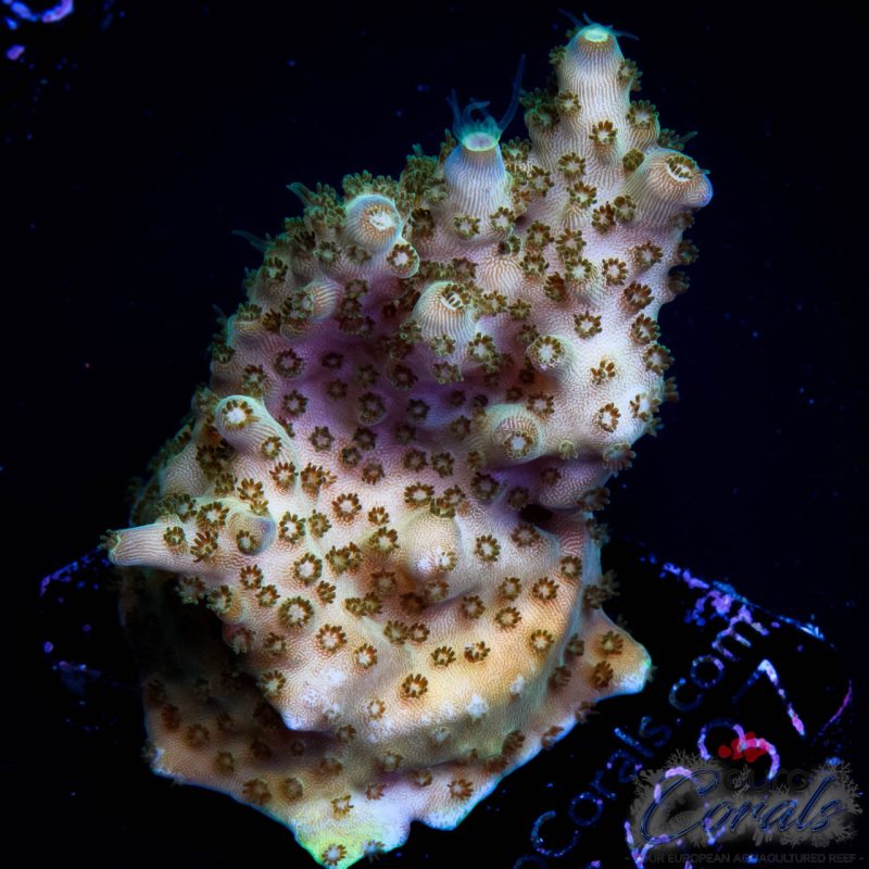 EC 500$ Efflow Acro