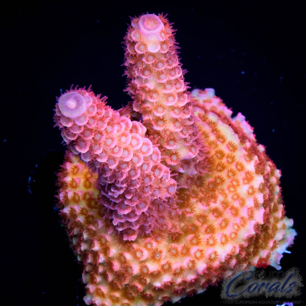 EC Red Blue Tip Spathulata