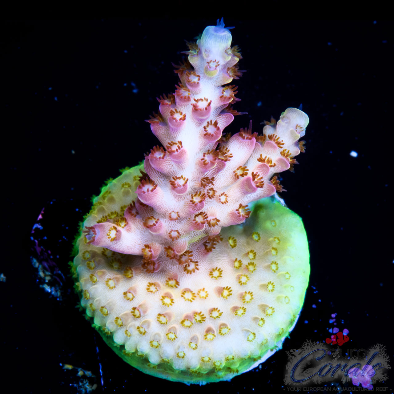 EC Rainbow Twizzler Acro Euro Corals