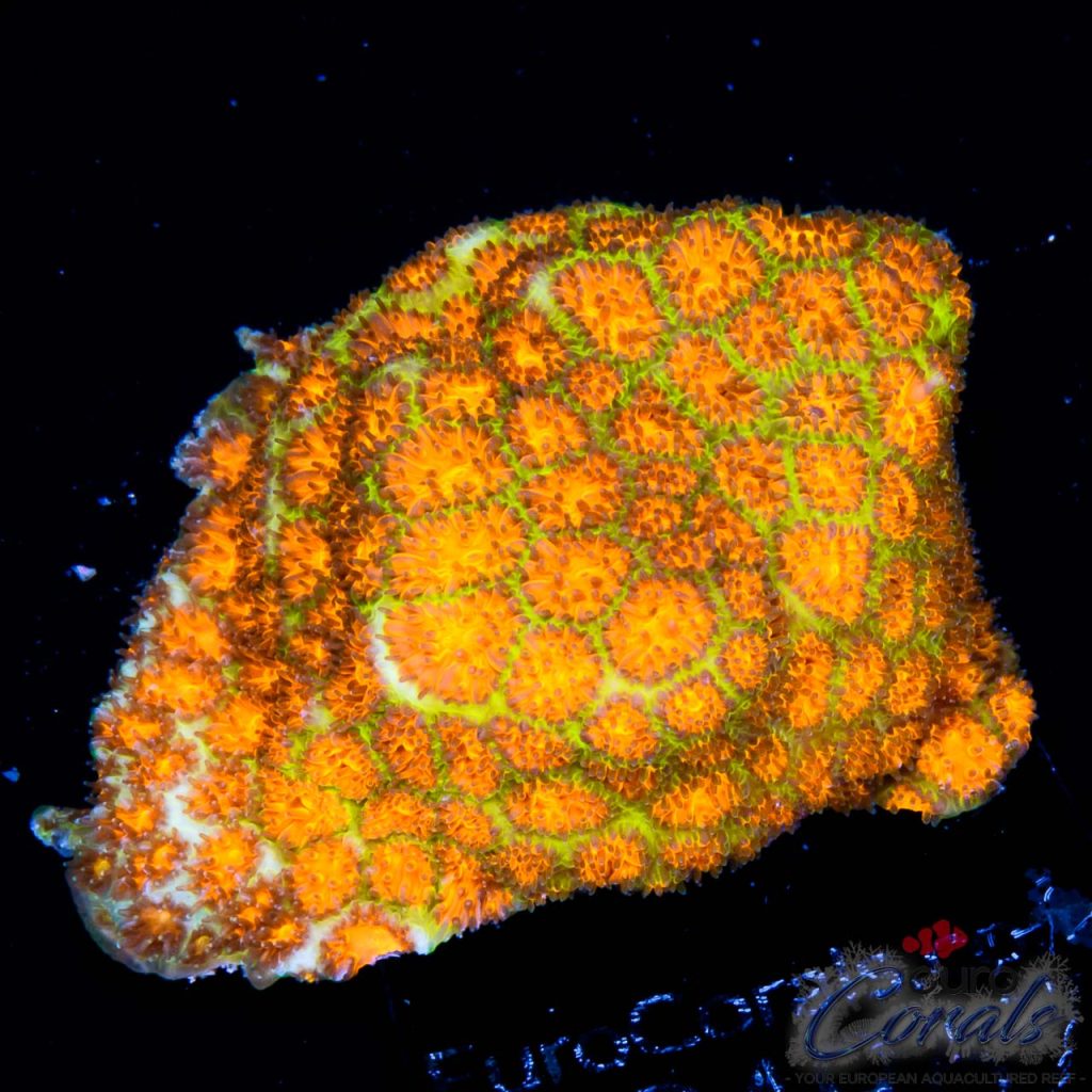 EC Orange/Green Rogue Leptastrea