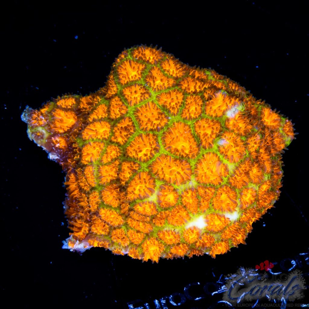 EC Orange/Green Rogue Leptastrea
