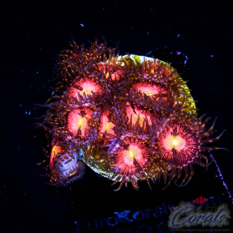 EC Playboy Bunny Zoa