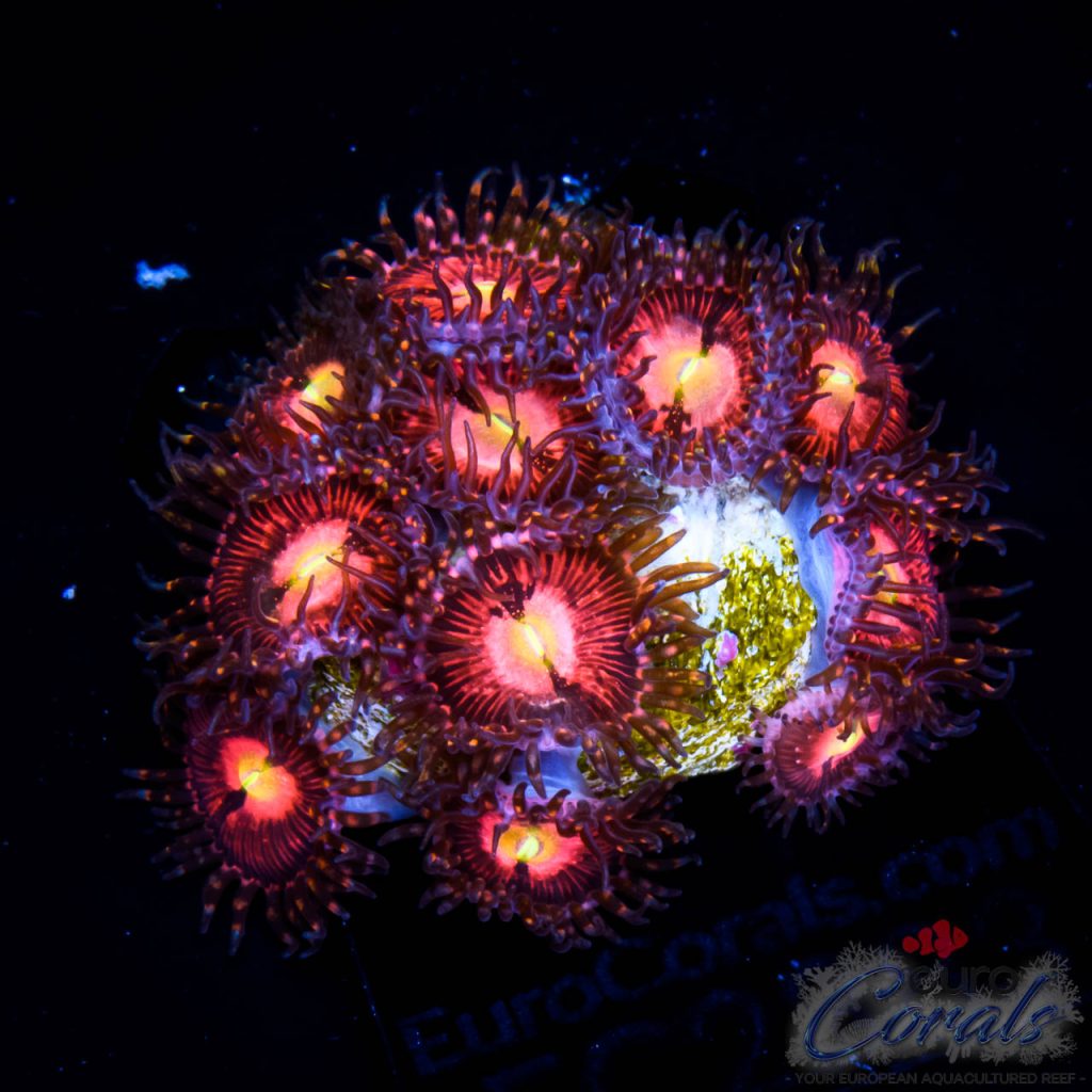 EC Playboy Bunny Zoa