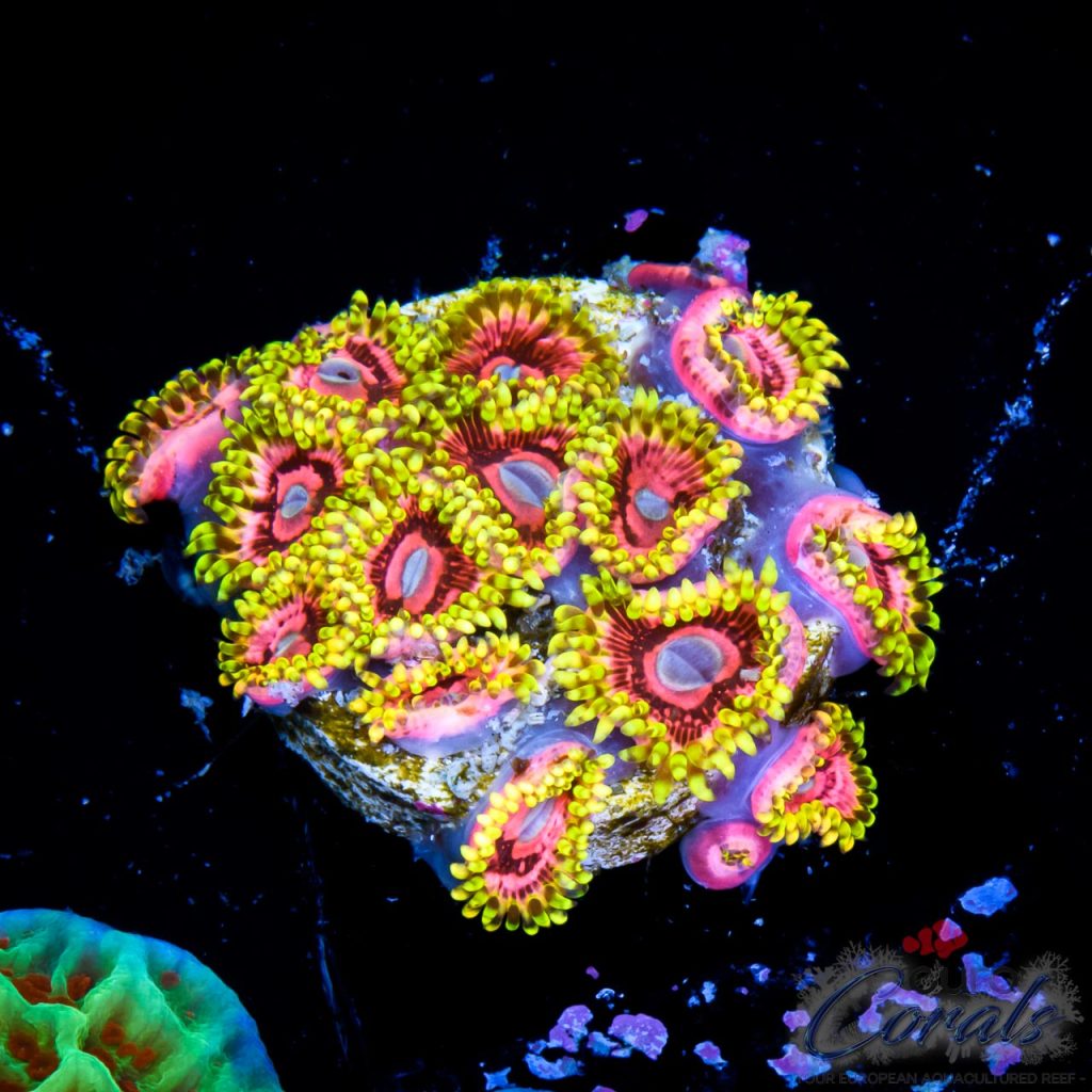 EC Pink Monster Zoa