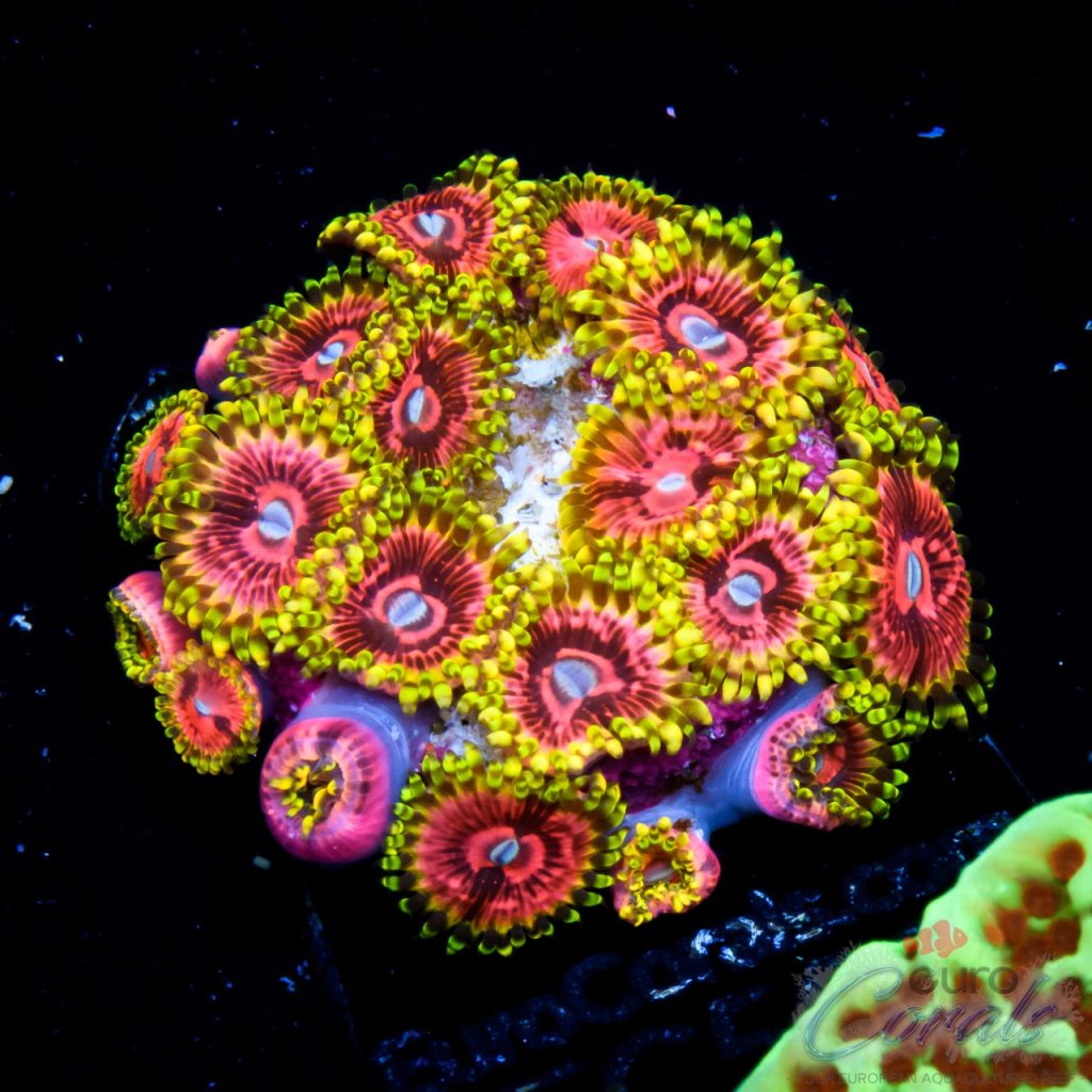 EC Pink Monster Zoa