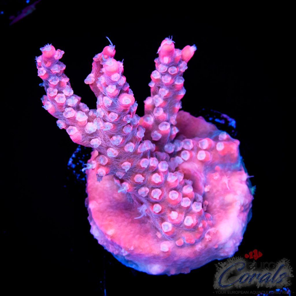 EC Pinky The Bear Acro EX