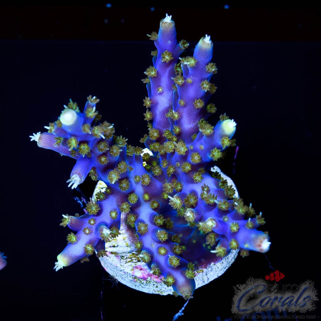 EC Intergalactic Acro