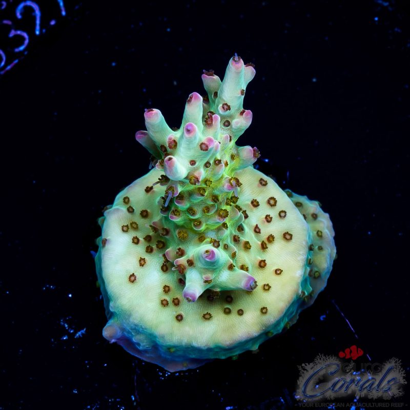 EC Rainbow Joker Acro RED/GOLDEN POLYPS