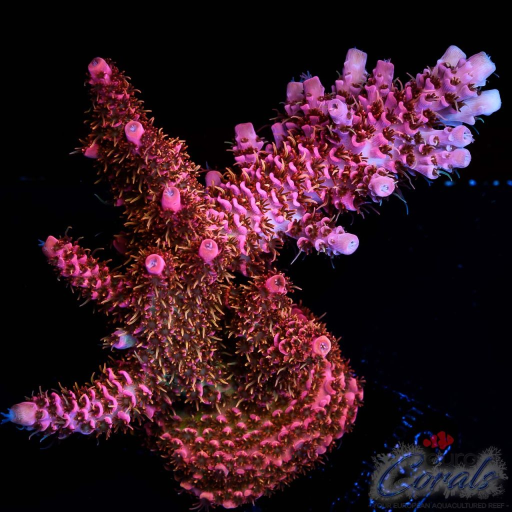 EC Golden Polyps Phoenix Acro