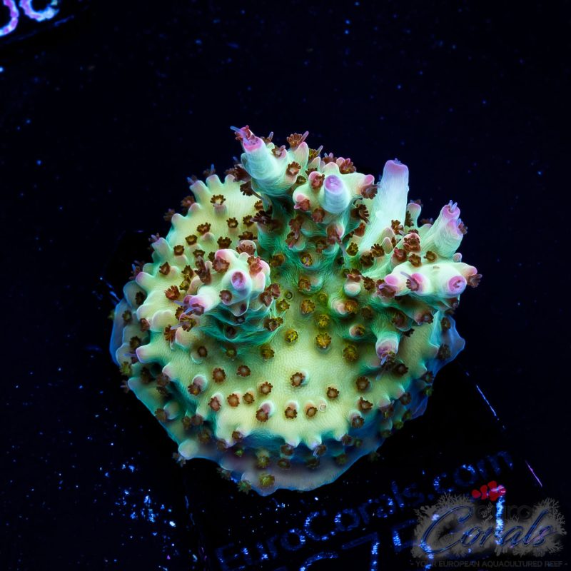 EC Rainbow Joker Acro RED/GOLDEN POLYPS