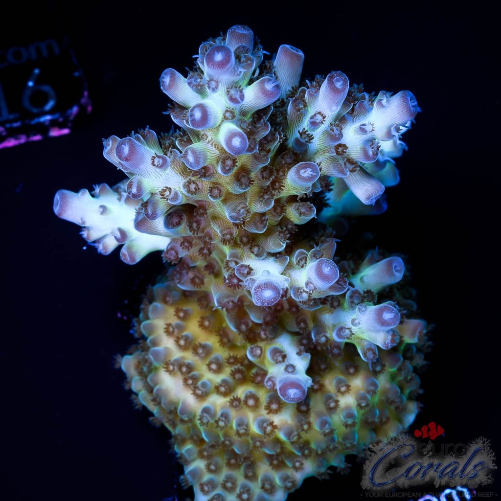 EC Rainbow Indigo Velvet Acro