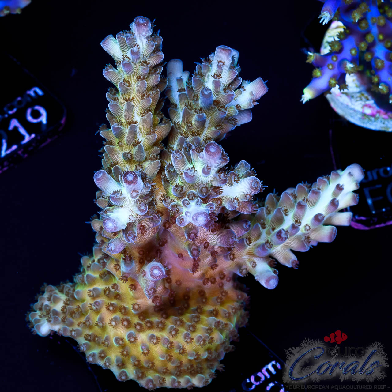 EC Rainbow Indigo Velvet Acro - Euro Corals