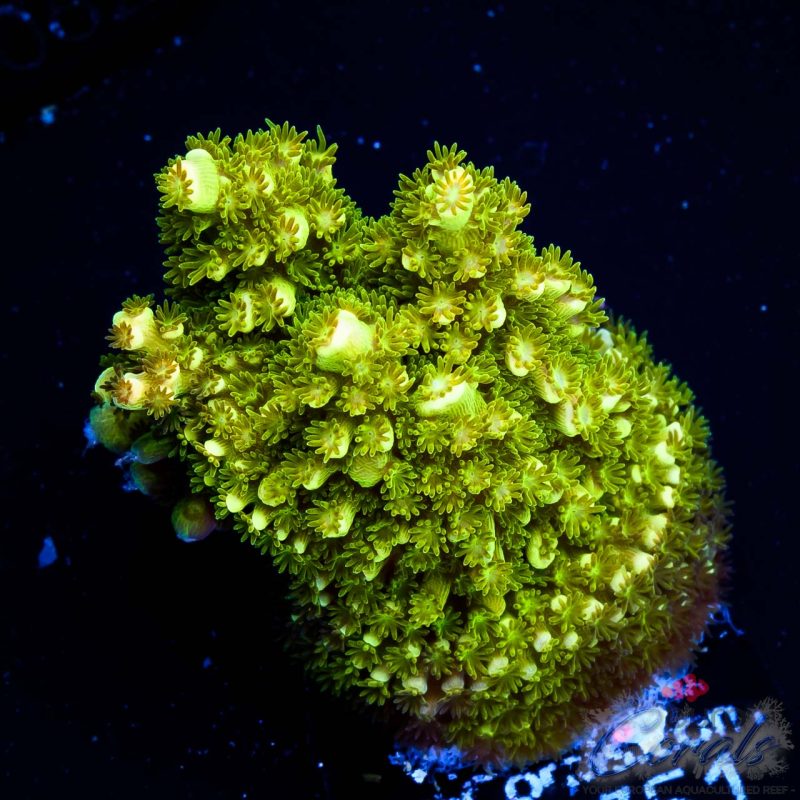 EC Rainbow Abrotanoides Acro