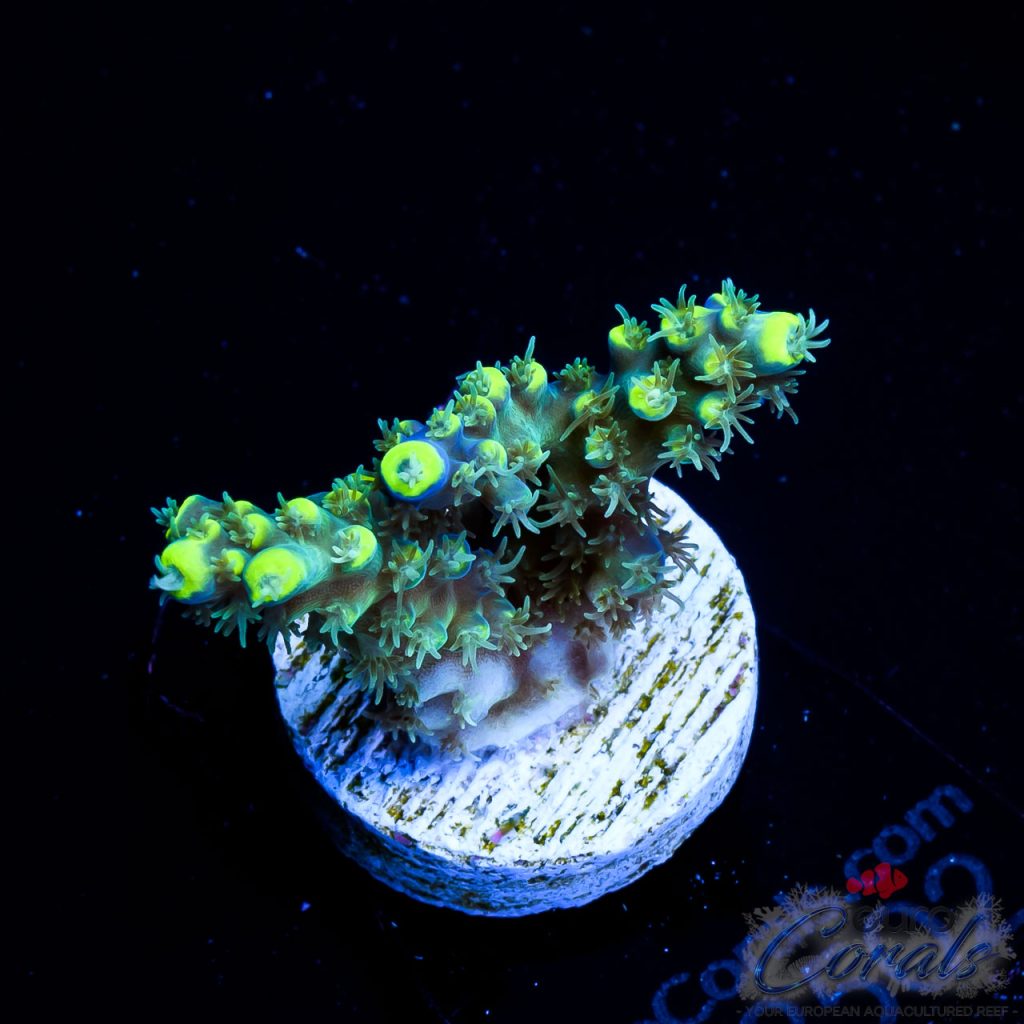 EC Blue Firefly Acro