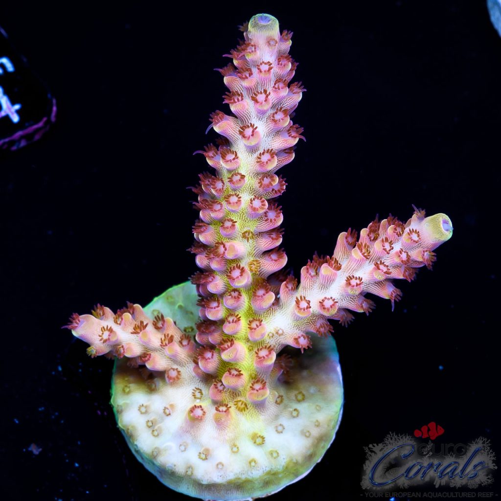 EC Rainbow Twizzler Acro