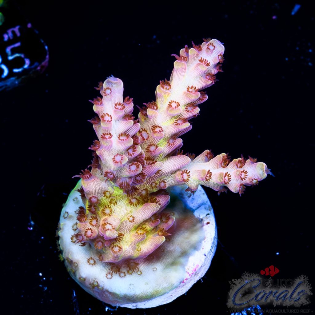 EC Rainbow Twizzler Acro