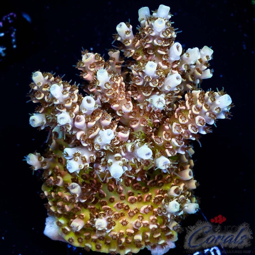 EC Golden Aquaman Table Acro