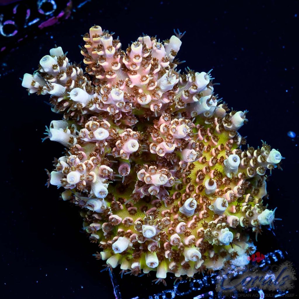 EC Golden  Aquaman Table Acro