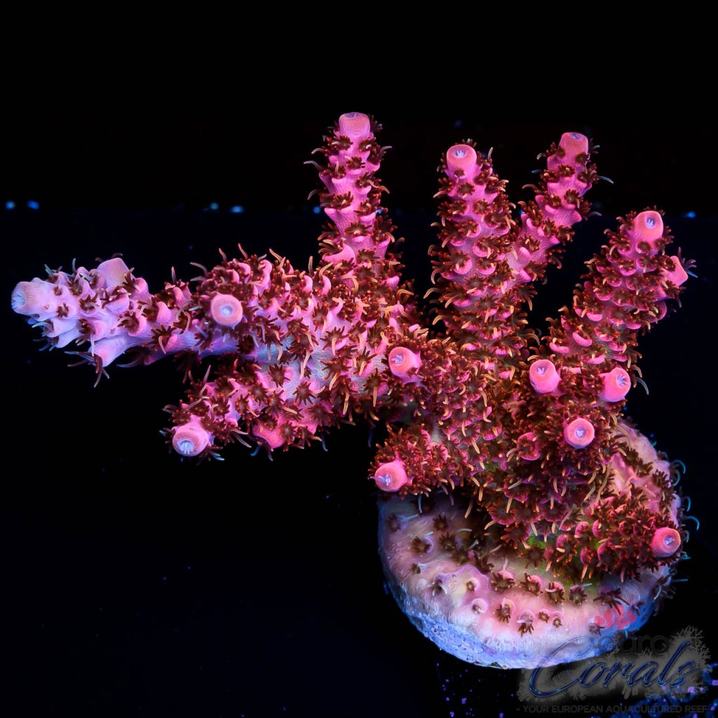EC Golden Pplyps Phoenix Acro